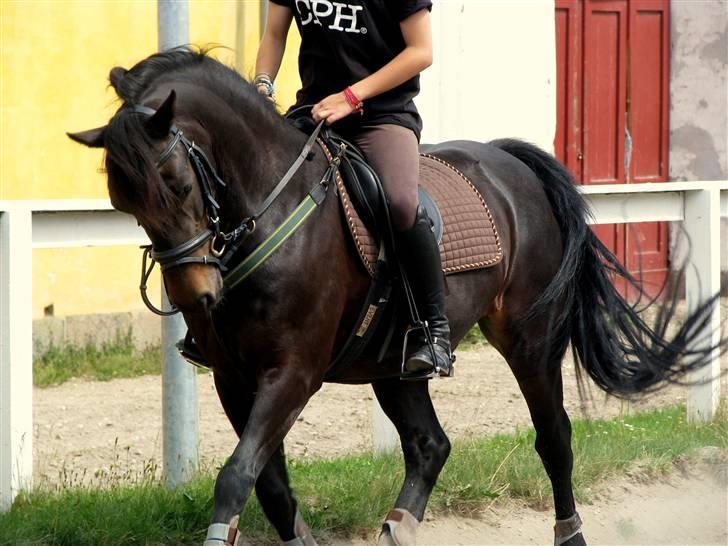 Welsh Cob (sec D) Merlyn Puzzle  |Glm P| - Lækker! <3 foto cille a billede 14