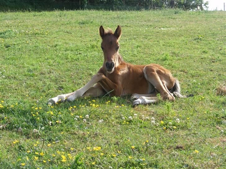 Anden særlig race Damgaards Chantel - Ligger på marken og slikker sol. 11 dagegammel. billede 1