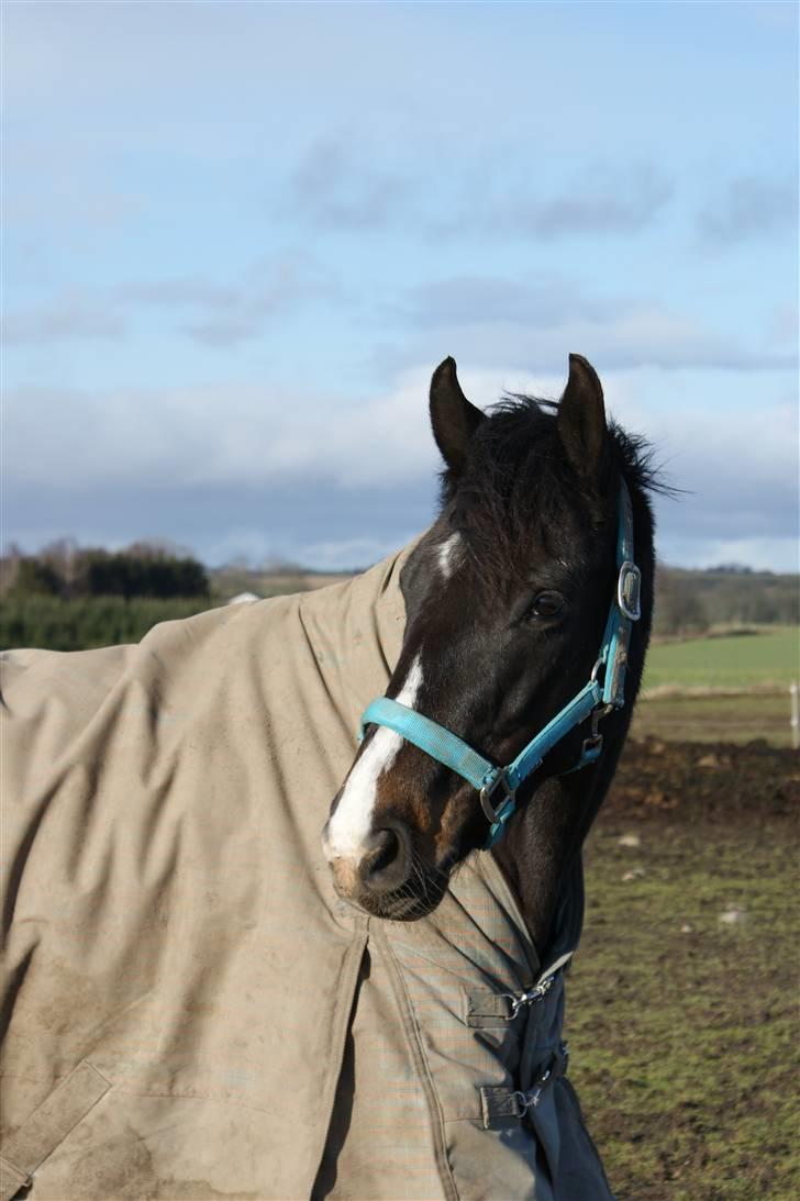 Anden særlig race Pingo - 1# Pingo på folden den 8/2-09 ved Karensminde.  foto: mig billede 1