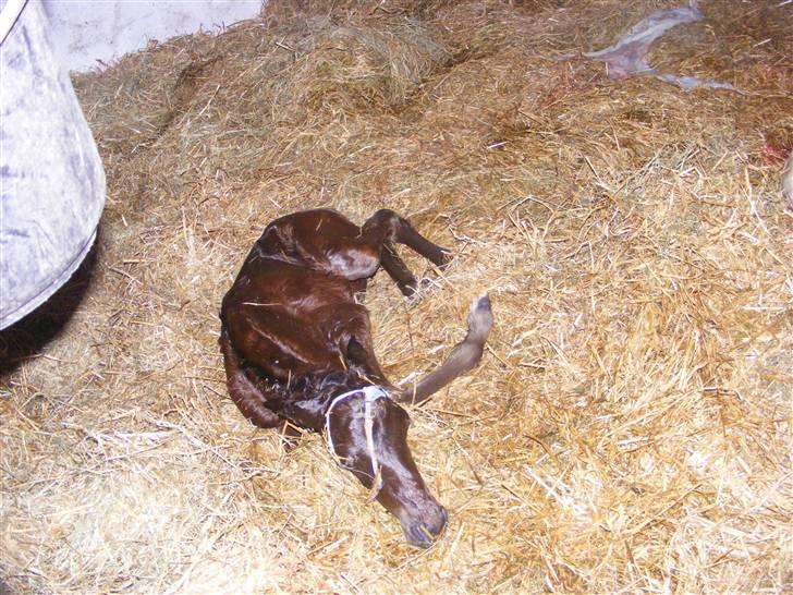 Anden særlig race Damgaards Chantel - 1 minut gammel =) billede 2