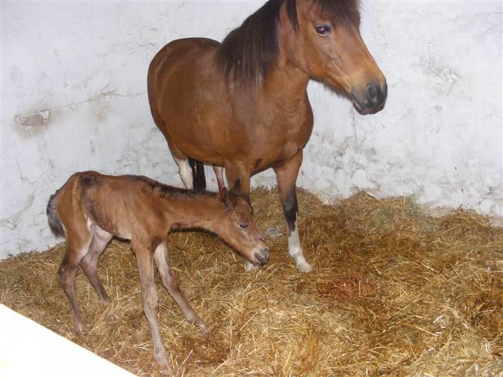Anden særlig race Damgaards Chantel - Et par timer gammelt. billede 3