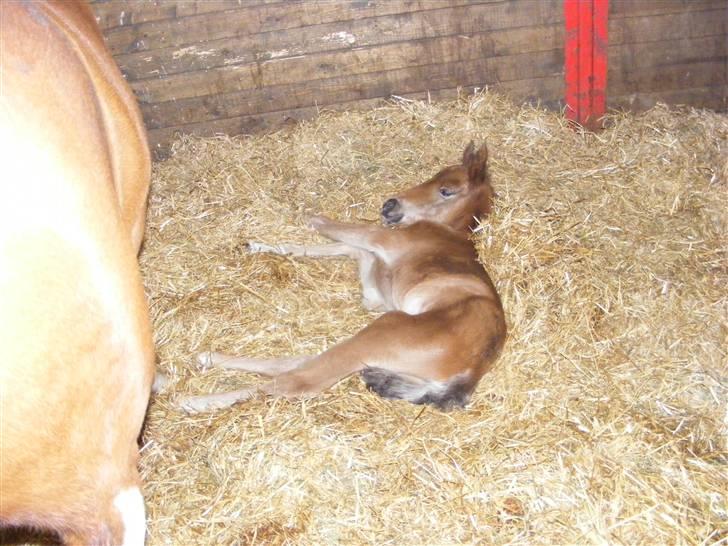 Anden særlig race Damgaards Chantel - et døgn gammelt.. slapper af.. billede 4