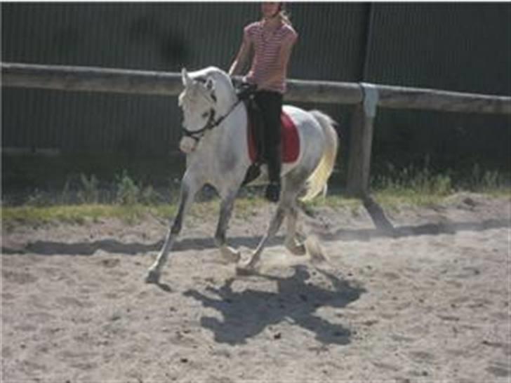 Welsh Pony (sec B) caramba R.I.P billede 13