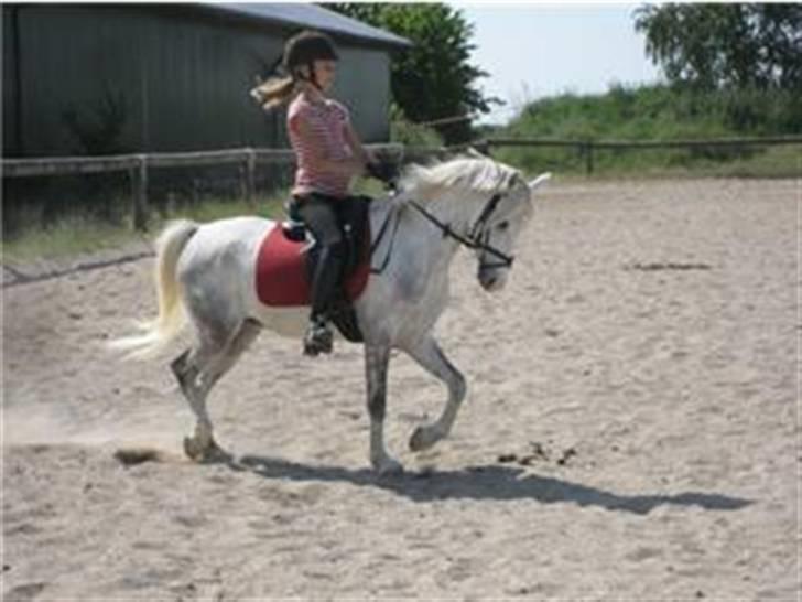 Welsh Pony (sec B) caramba R.I.P billede 14