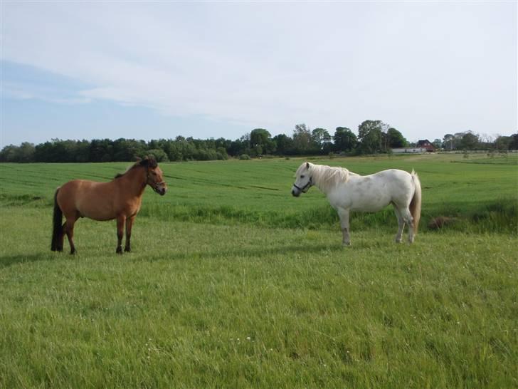 Anden særlig race musse - Hvem griner først? :D billede 13