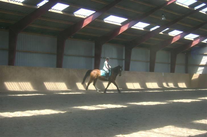 Anden særlig race Mirou *Solgt* - Undskyld opstillingen... billede 16