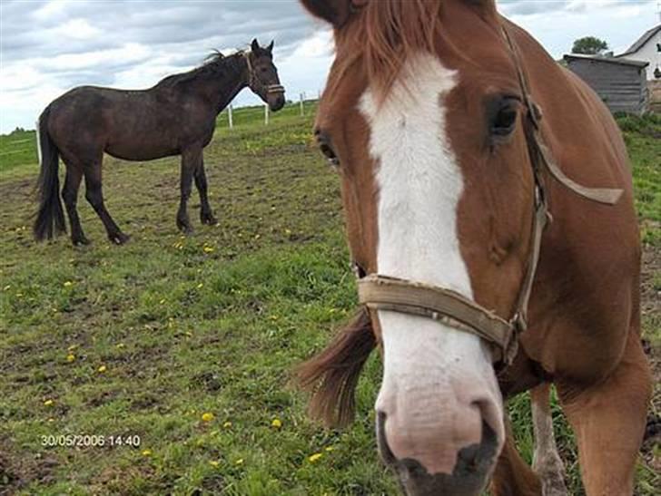 Dansk Varmblod Amazing Grace billede 15