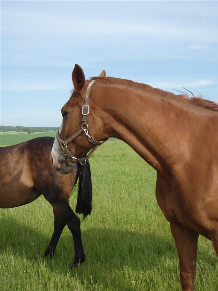 Dansk Varmblod Amazing Grace billede 16