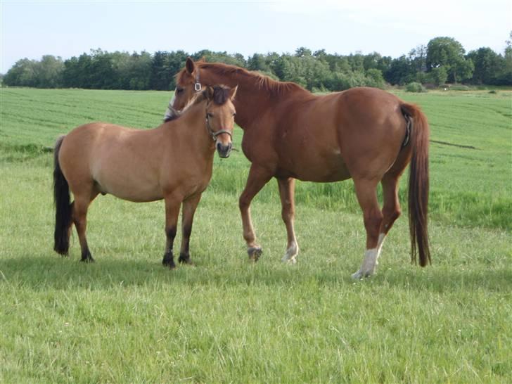 Dansk Varmblod Amazing Grace billede 17