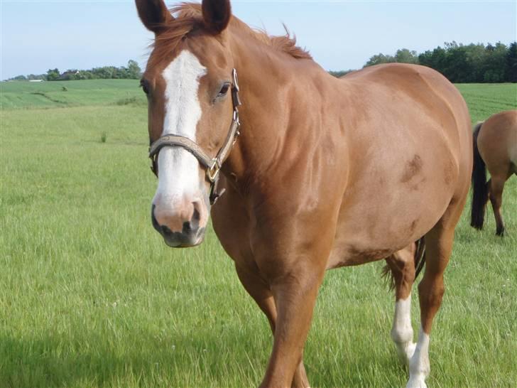 Dansk Varmblod Amazing Grace billede 18