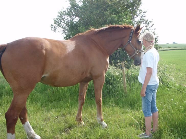 Dansk Varmblod Amazing Grace billede 19