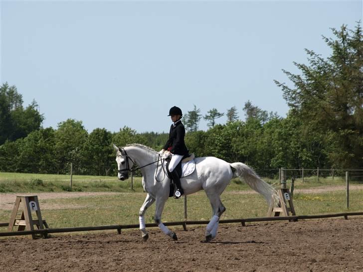 Dansk Varmblod Laiduc Attrup - Laiduc i La1 eller La3 i Mønsted 2008 1. plads+ 3. plads billede 20