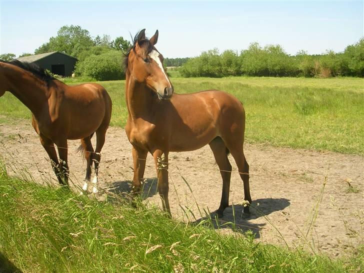 Dansk Varmblod Highlight Imhoff - du ligner dib far i hovdet :D billede 15