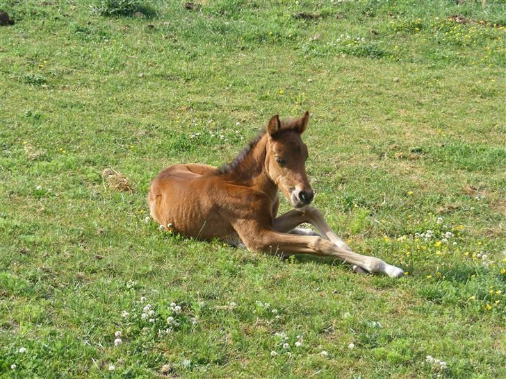 Anden særlig race Damgaards Chantel - 11 dage billede 6