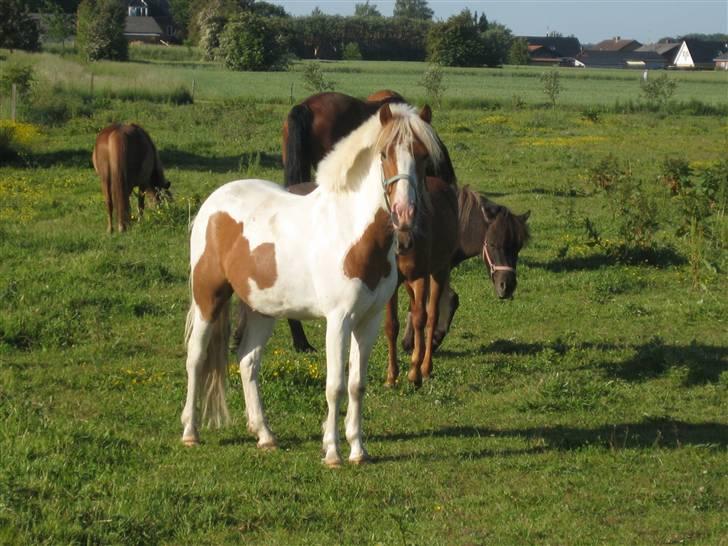 Pinto Lucky Boy - Lucky på sommerfold,juni 2008. billede 13