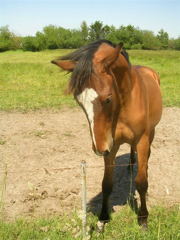Dansk Varmblod Highlight Imhoff - tror det var en hund du fik øje på haha :D billede 16