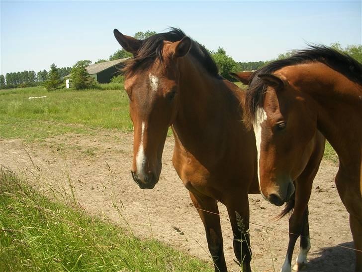 Dansk Varmblod Highlight Imhoff - hehe hele brødere i flotte :D billede 17