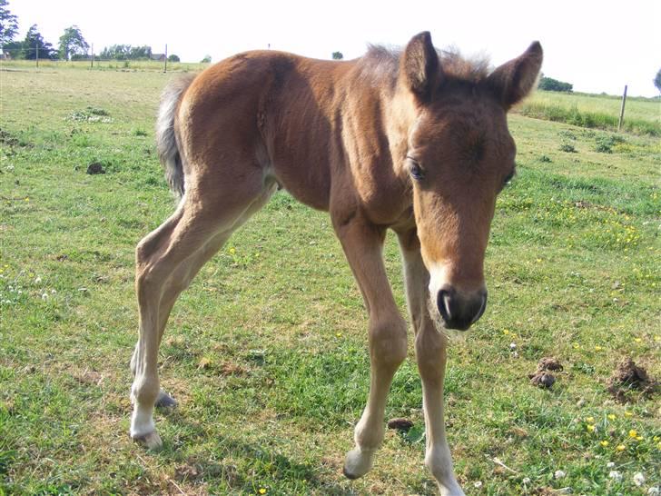 Anden særlig race Damgaards Chantel billede 7