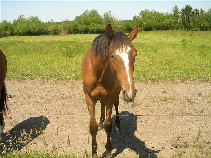 Dansk Varmblod Highlight Imhoff - på folden :D billede 18