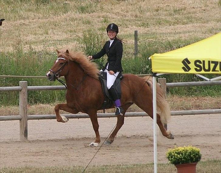 Islænder Abel fra Frederikshvile - Abel og jeg til DM 2010 i T.2 for løse tøjler til 7.5. Foto: Thea Jørgensen billede 8