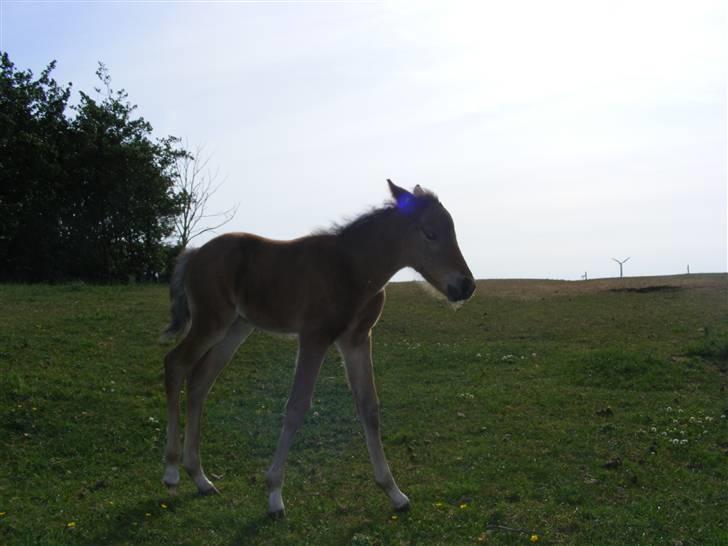 Anden særlig race Damgaards Chantel billede 9