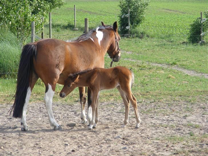 Anden særlig race Damgaards Chantel - Mine dejlige hypper.. billede 10