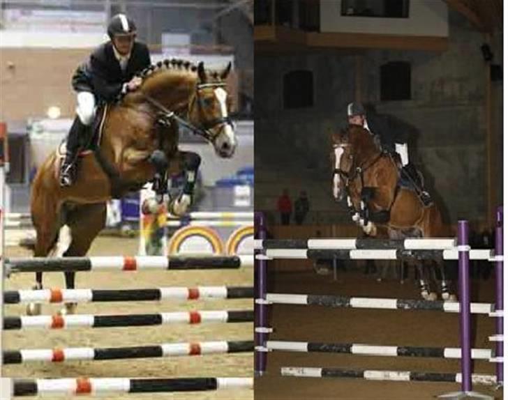 Dansk Varmblod Highlight Imhoff - hans far :D billede 19