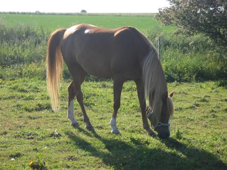 Arabisk fuldblod (OX) Piaff - Paf på sommergræs,juni 2008. billede 16