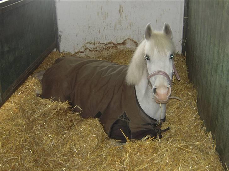 Anden særlig race G*Star SOLGT /': billede 20