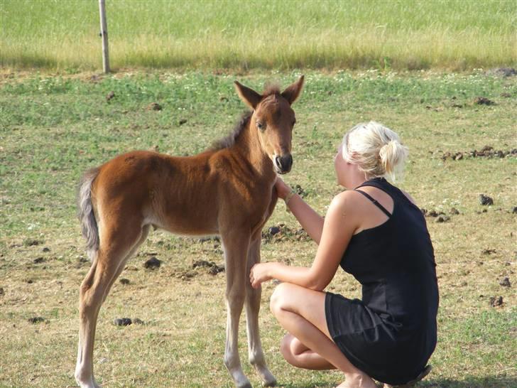 Anden særlig race Damgaards Chantel - Mig og "Følle" billede 11