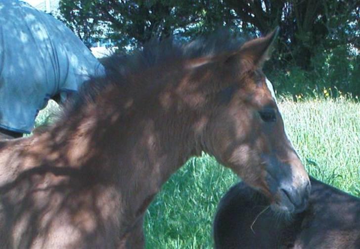 Dansk Varmblod Stald Holm´s Lechea SOLGT - juni 08 billede 10