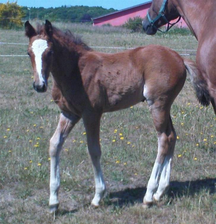 Dansk Varmblod Stald Holm´s Lechea SOLGT - hun kommer altid når man står tæt ved hende billede 11