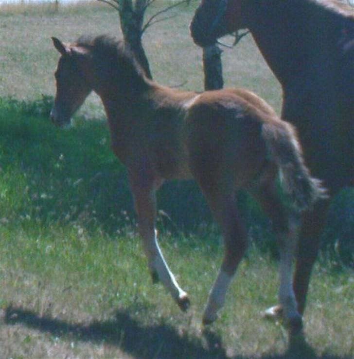 Dansk Varmblod Stald Holm´s Lechea SOLGT - leg på folden billede 12