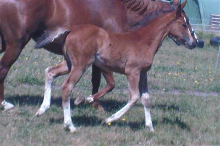 Dansk Varmblod Stald Holm´s Lechea SOLGT - trav med hendes mor billede 13