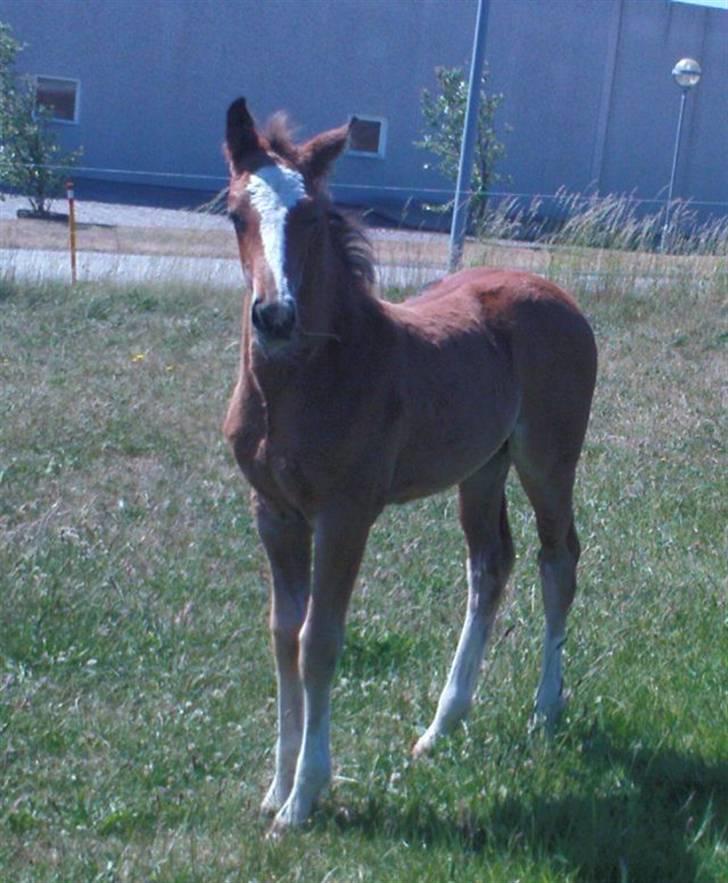Dansk Varmblod Stald Holm´s Lechea SOLGT - så skal der lige rystes på hovedet billede 14