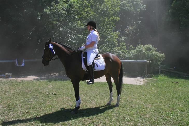 Fuldblod (XX) Mr. Fleming billede 15