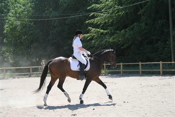 Fuldblod (XX) Mr. Fleming billede 16