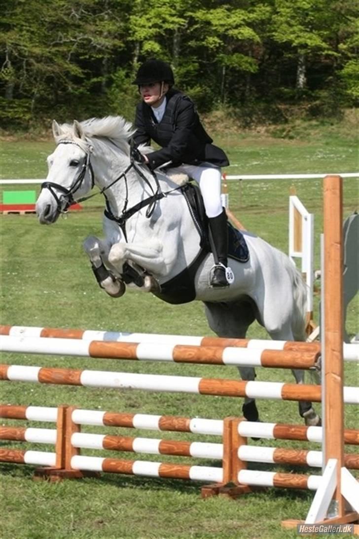 Anden særlig race Irish Jumper - solgt  - Morsø LA Vandt :´) Foto Julie-  billede 1