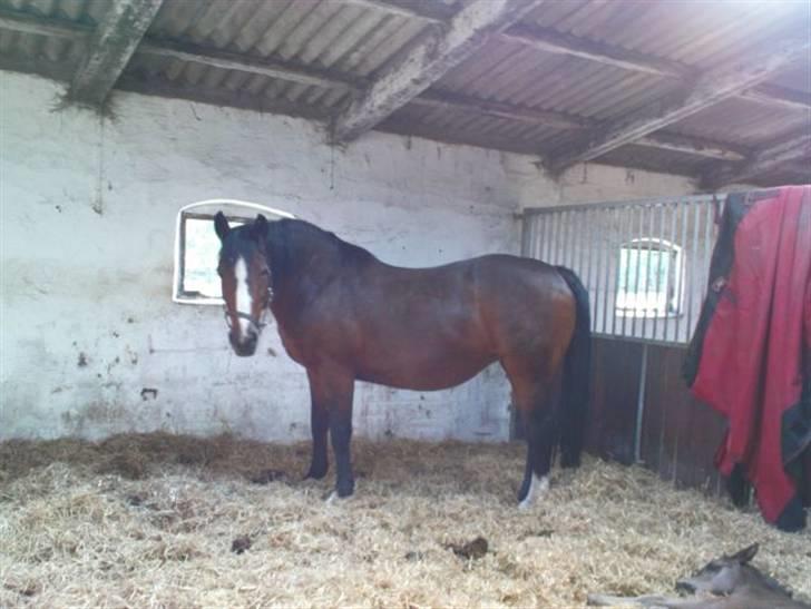 Dansk Varmblod Rubiola R.I.P. - i hendes boks billede 11