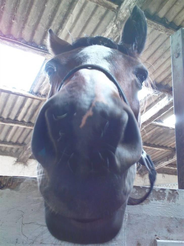 Dansk Varmblod Rubiola R.I.P. - er så træt i varmen billede 12