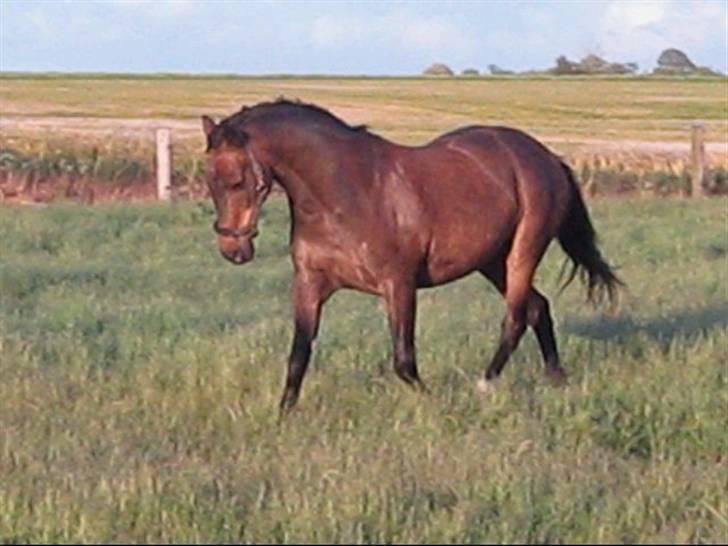 Anden særlig race » Elvis R.I.P - 6 ¬ Lækker trav! (Taget fra video). Sophie Asp Laursen billede 6