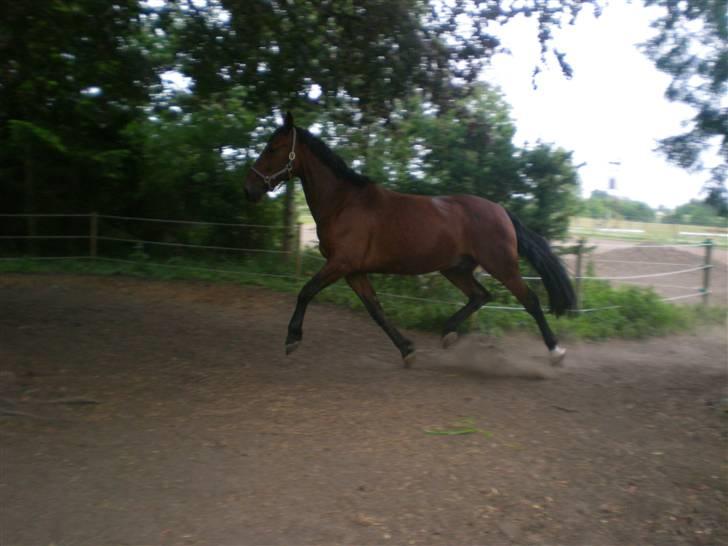 Oldenborg Porthos the Great *SOLGT* - wow :$ Foto: Line Alm (: billede 1