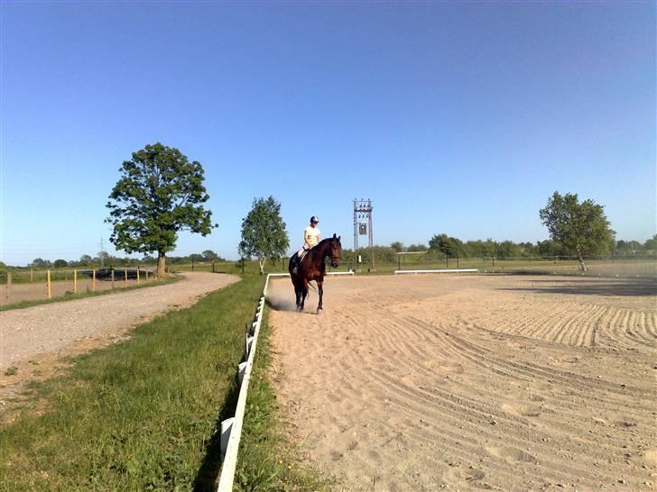 Oldenborg Porthos the Great *SOLGT* - Foto: Helle Baes (: billede 2