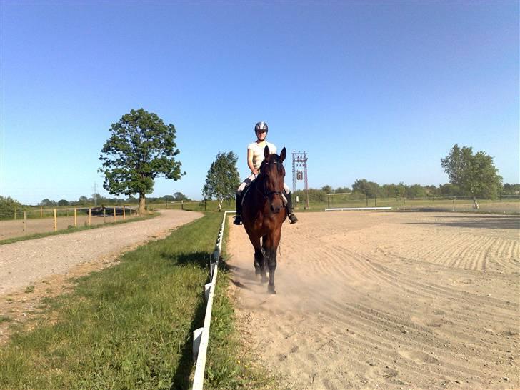 Oldenborg Porthos the Great *SOLGT* - Foto: Helle Baes (: billede 3