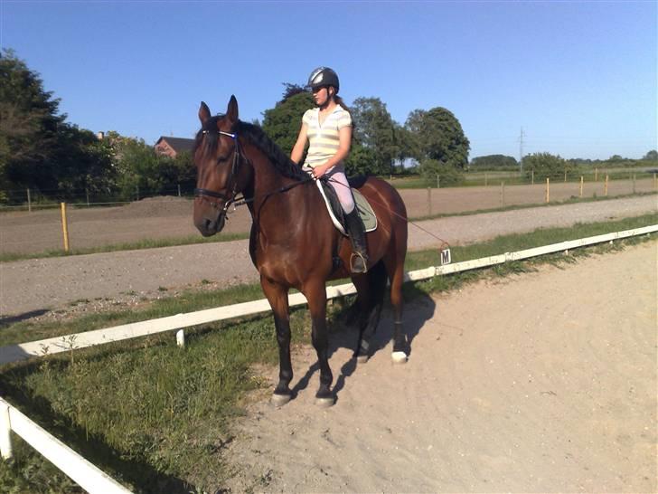 Oldenborg Porthos the Great *SOLGT* - Foto: Helle Baes (: billede 4