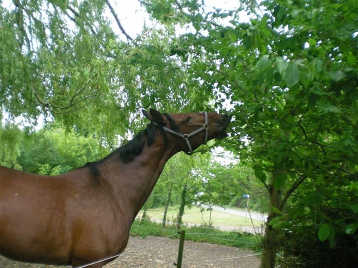 Oldenborg Porthos the Great *SOLGT* - Foto: Line Alm (: billede 5