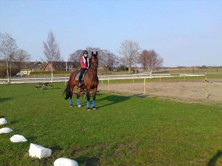 Oldenborg Porthos the Great *SOLGT* - Foto: Line Alm (: billede 6