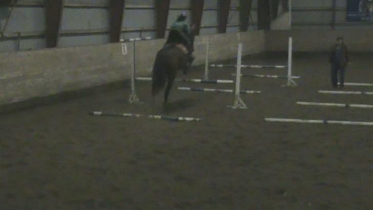 Oldenborg Porthos the Great *SOLGT* - Foto: Helle Baes (: billede 7
