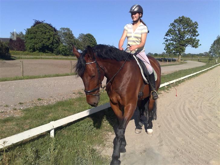Oldenborg Porthos the Great *SOLGT* - Foto: Helle Baes (: billede 8