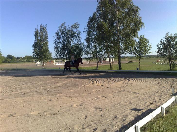 Oldenborg Porthos the Great *SOLGT* - Foto: Helle Baes (: billede 9